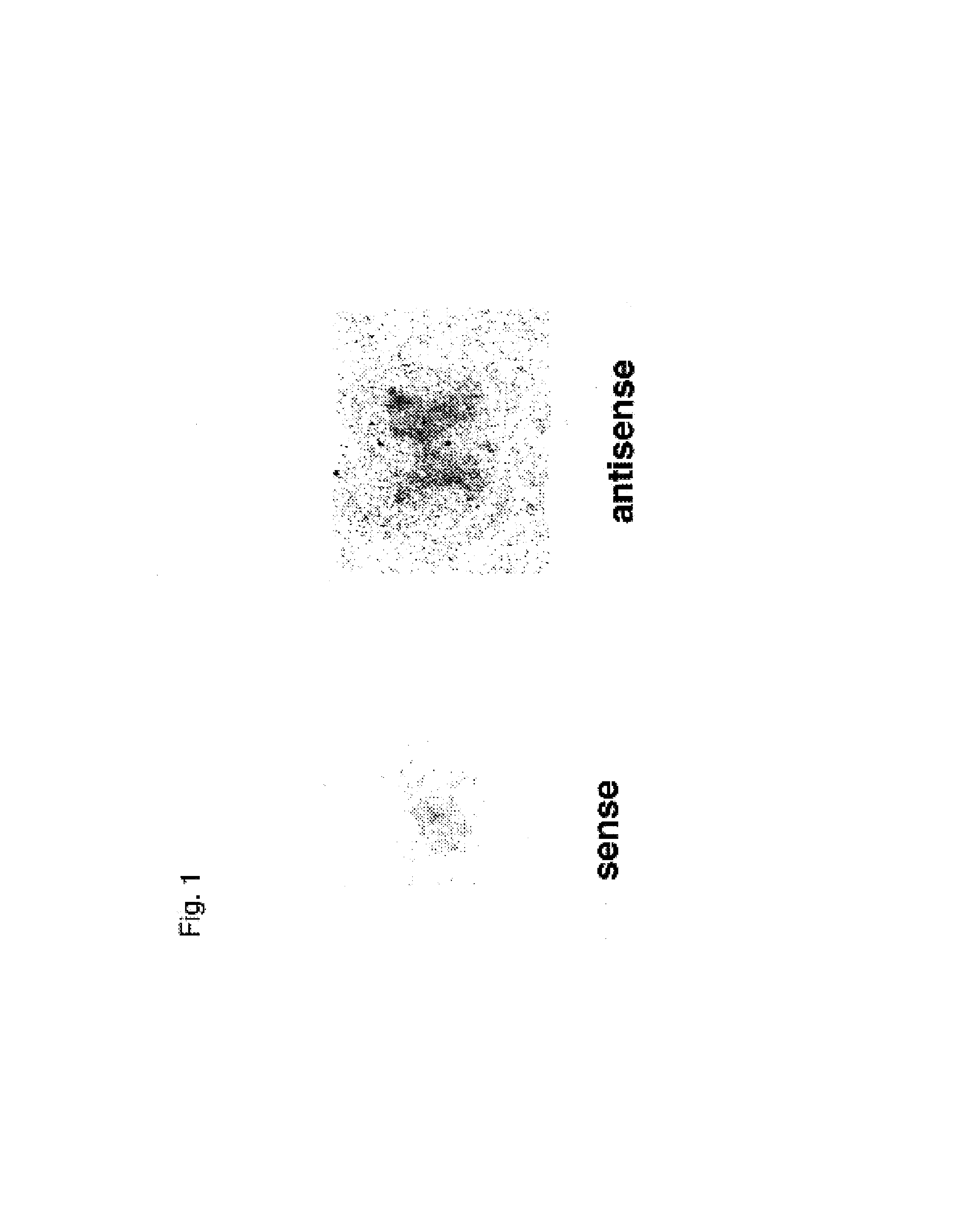 Method for alleviating pain using sphingosine-1-phosphate and related compounds, and assays for identifying such compounds