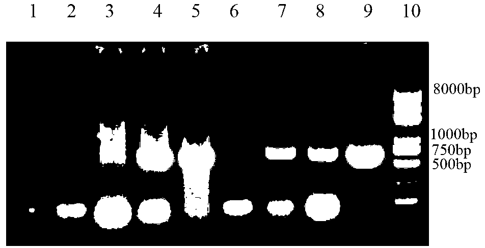 Porcine pseudorabies virus virulent strain, and gene deletion vaccine strain thereof and applications thereof