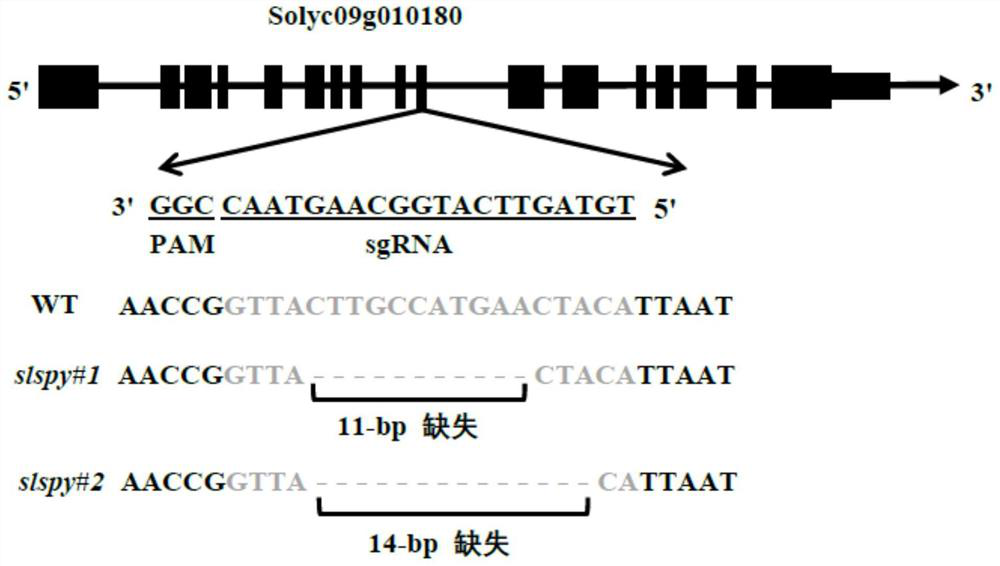 Application of tomato SlSPY gene in controlling ripening process of tomato fruits