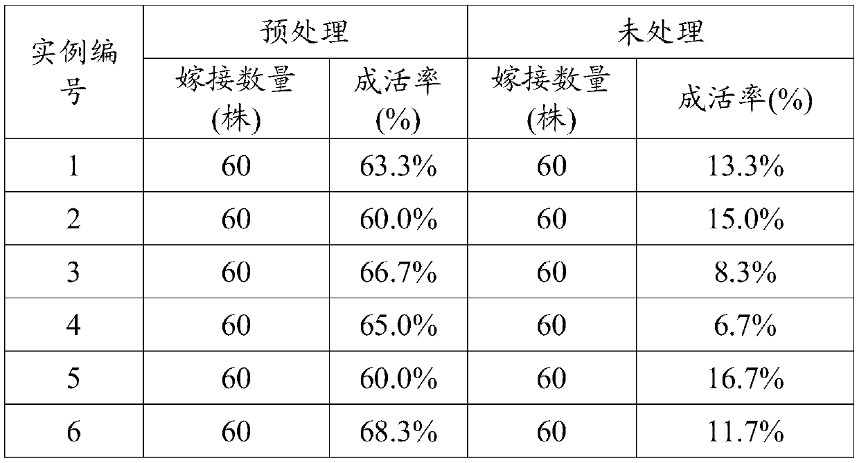 Method for increasing grafting survival rate of eucalyptus cloeziana