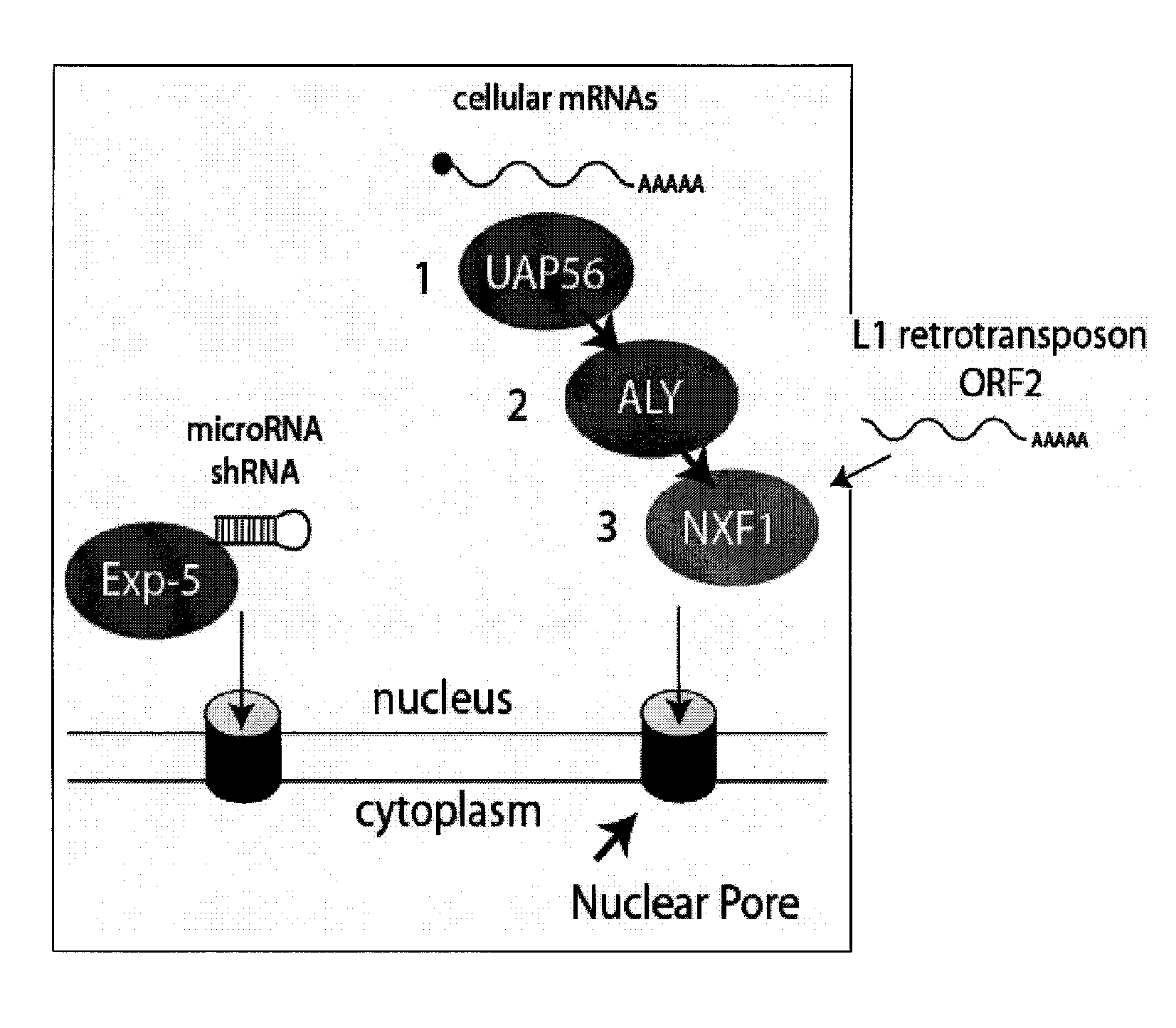 Alternative export pathways for vector expressed RNA interference