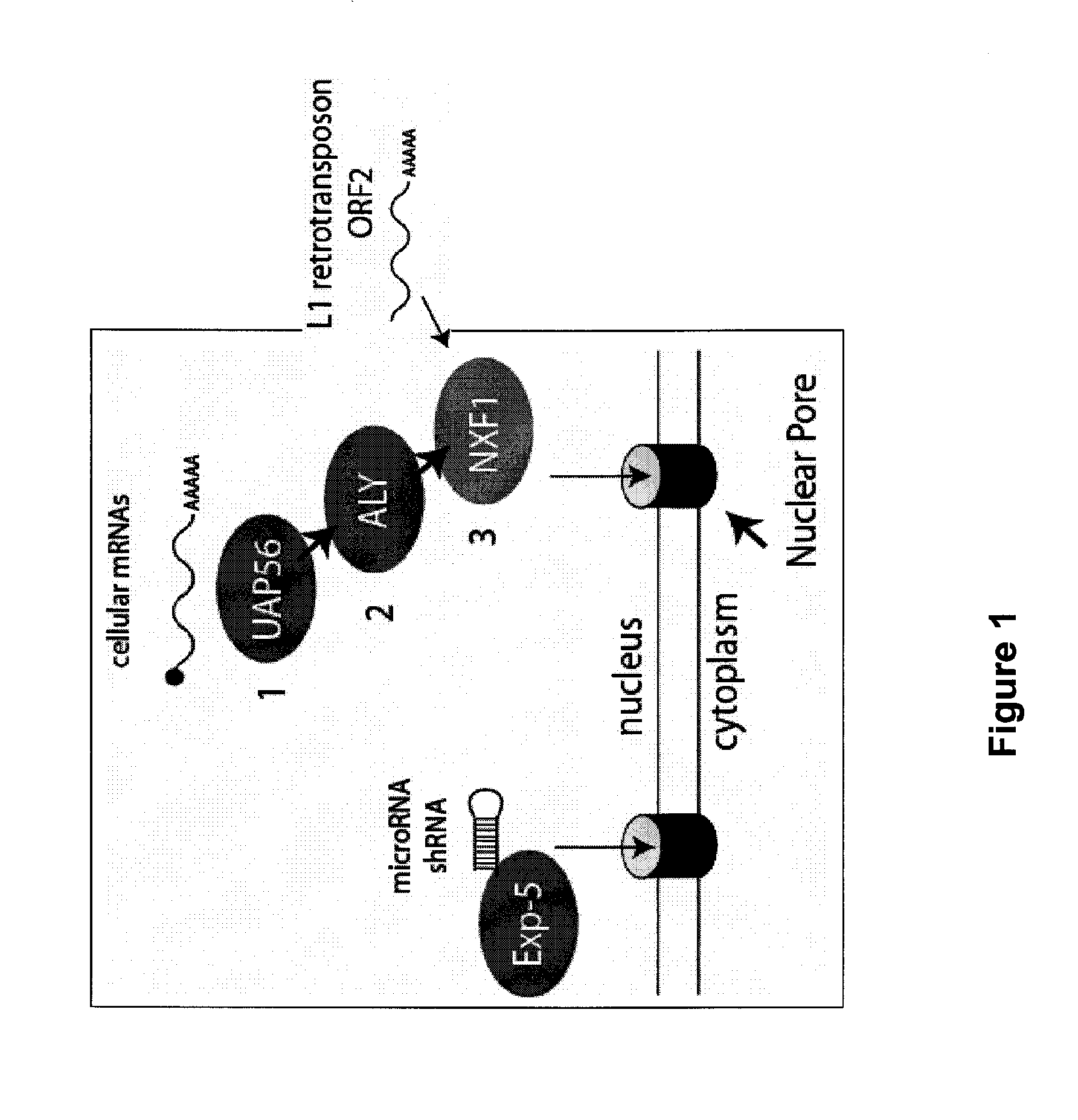 Alternative export pathways for vector expressed RNA interference