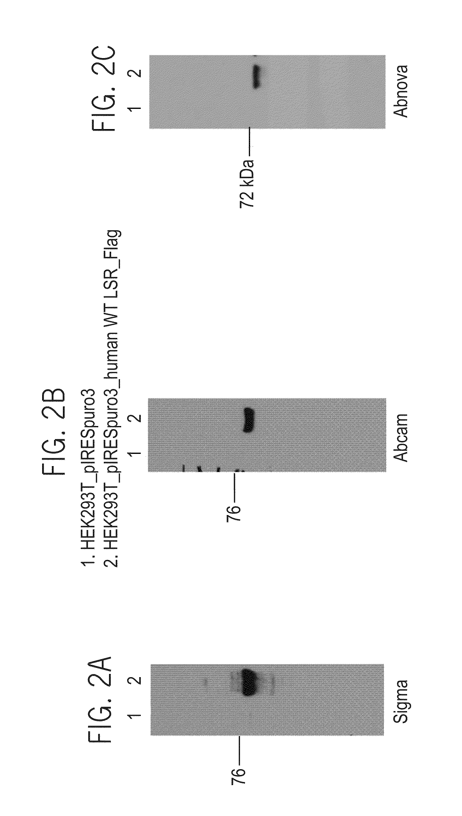 Lsr antibodies, and uses thereof for treatment of cancer