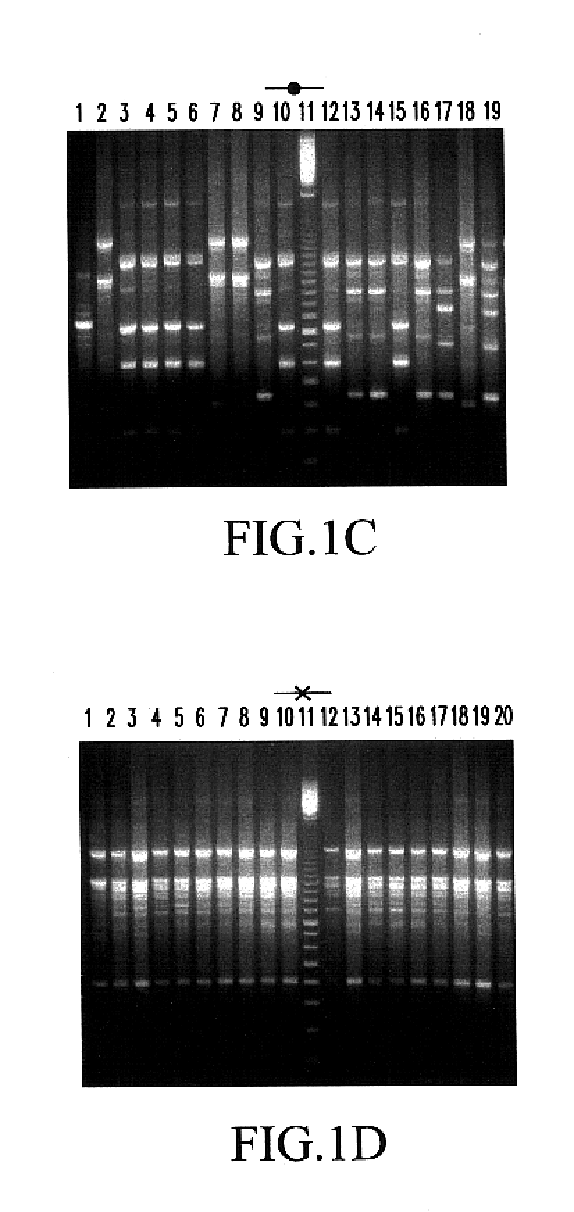 Process for the manufacture of probiotic cheese