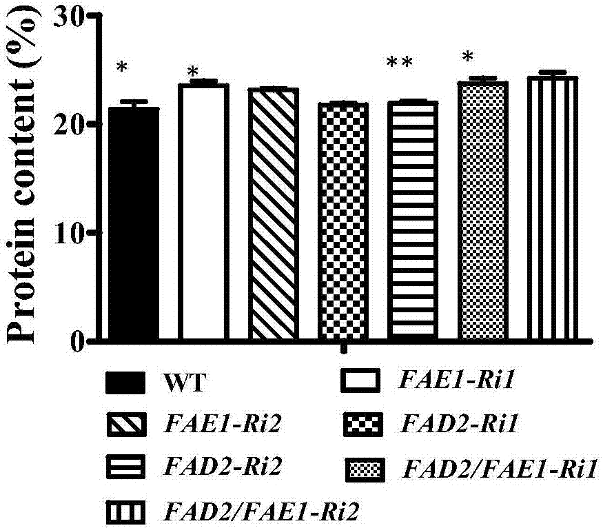 Method for improving nutritional quality of rapeseed oil by co-inhibiting rape FAD2 and FAE1 gene expression