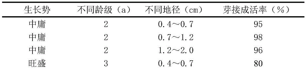 Grafting method for populus diversifolia vegetative propagation