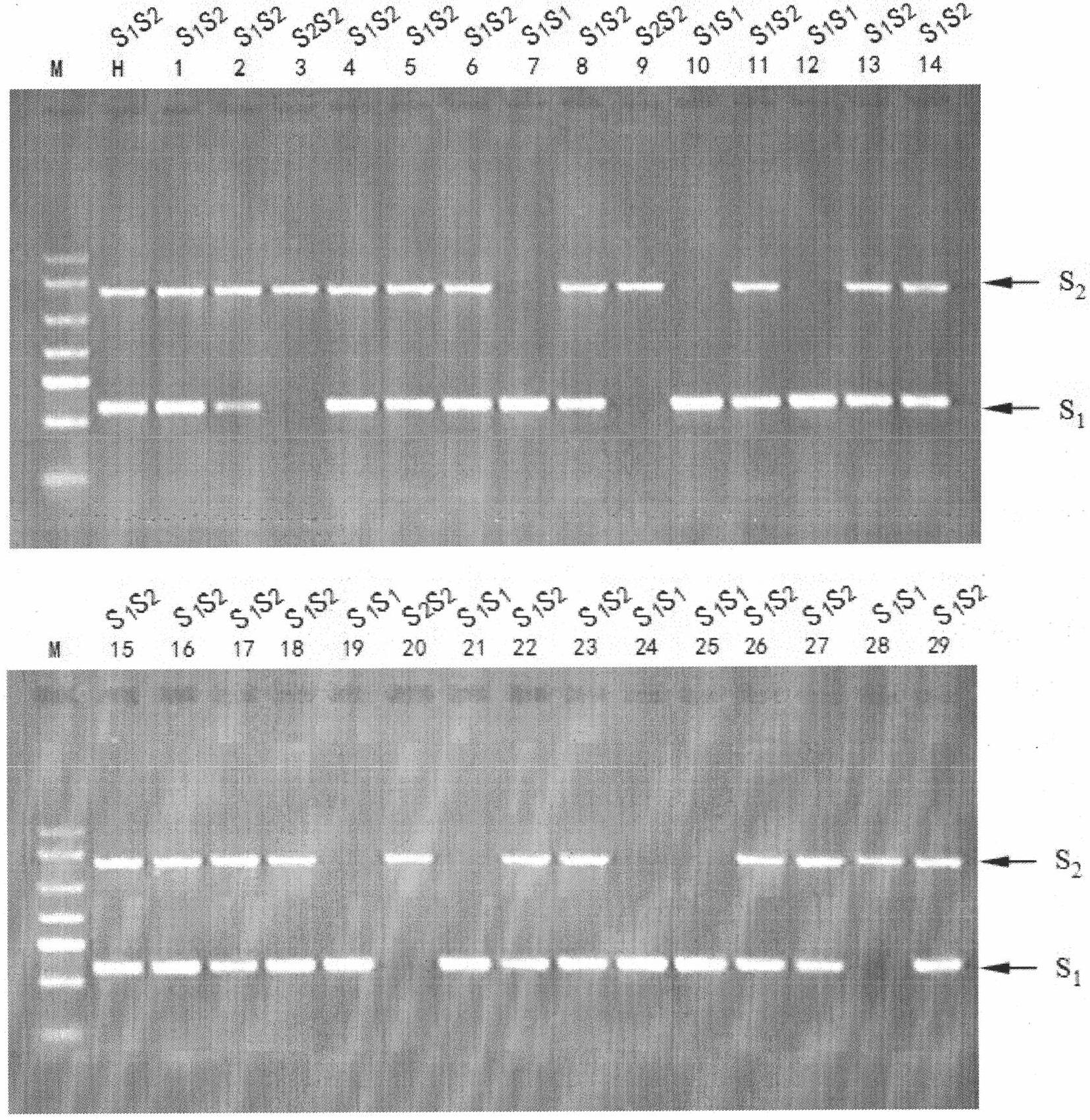 Method for preparing novel germplasm of S gene homozygote by radioactive mutagenesis of pollen