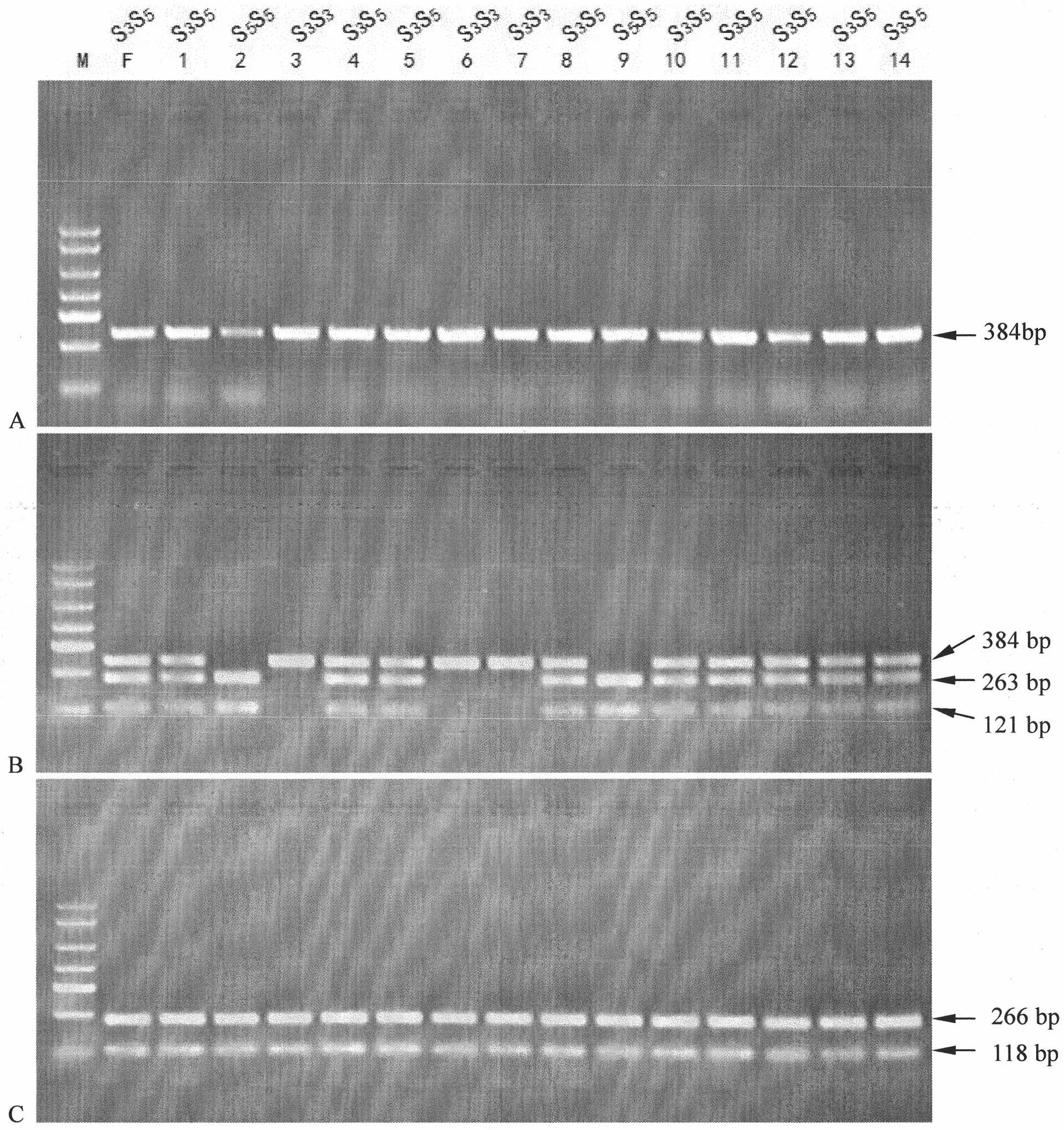 Method for preparing novel germplasm of S gene homozygote by radioactive mutagenesis of pollen