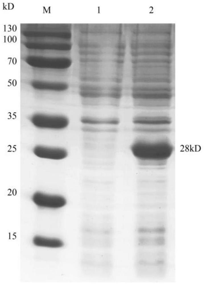 Halostachys caspica metallothionein HcMT compound and application thereof in sunscreen cream