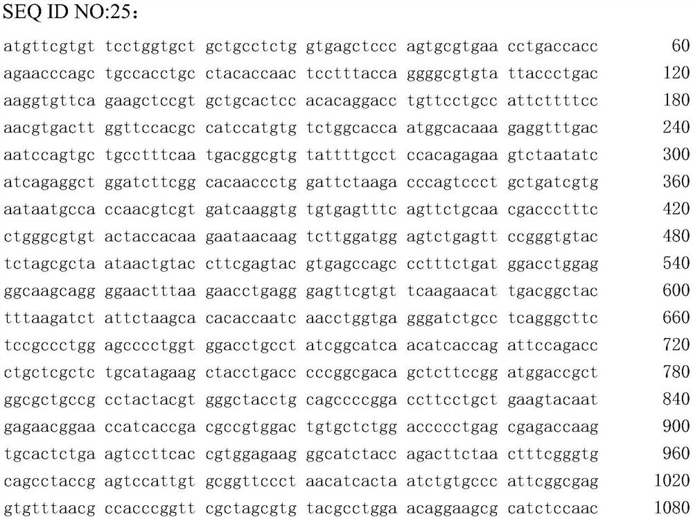 Novel coronavirus pneumonia paramyxovirus vaccine strain and construction method thereof