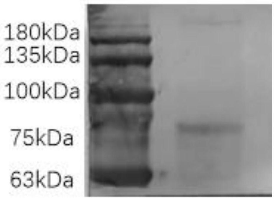 Novel coronavirus pneumonia paramyxovirus vaccine strain and construction method thereof