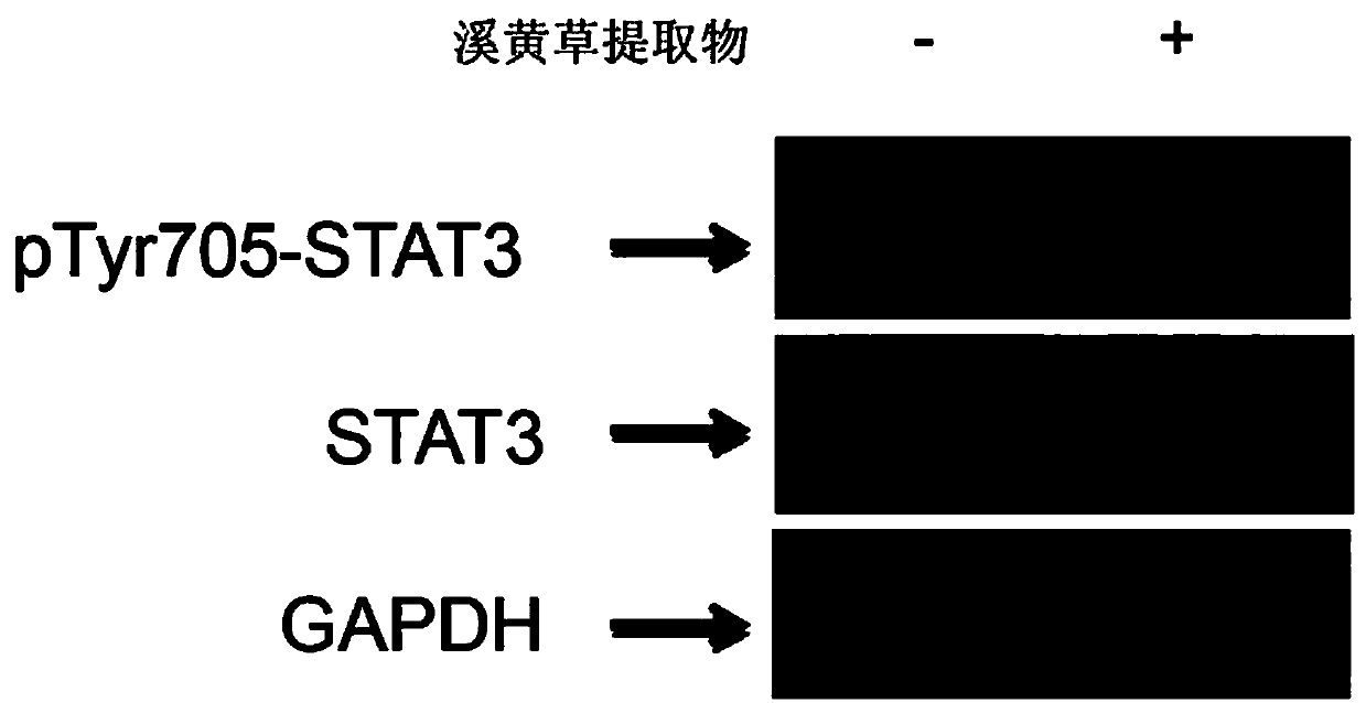 Application of serrate rabdosia herb extractive serving as STAT3 signal specificity inhibiter in preparation of anti-tumor drug