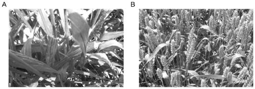 Resistance evaluation method for stripe rust of wheat and method for controlling stripe rust of wheat by utilizing variety diversity