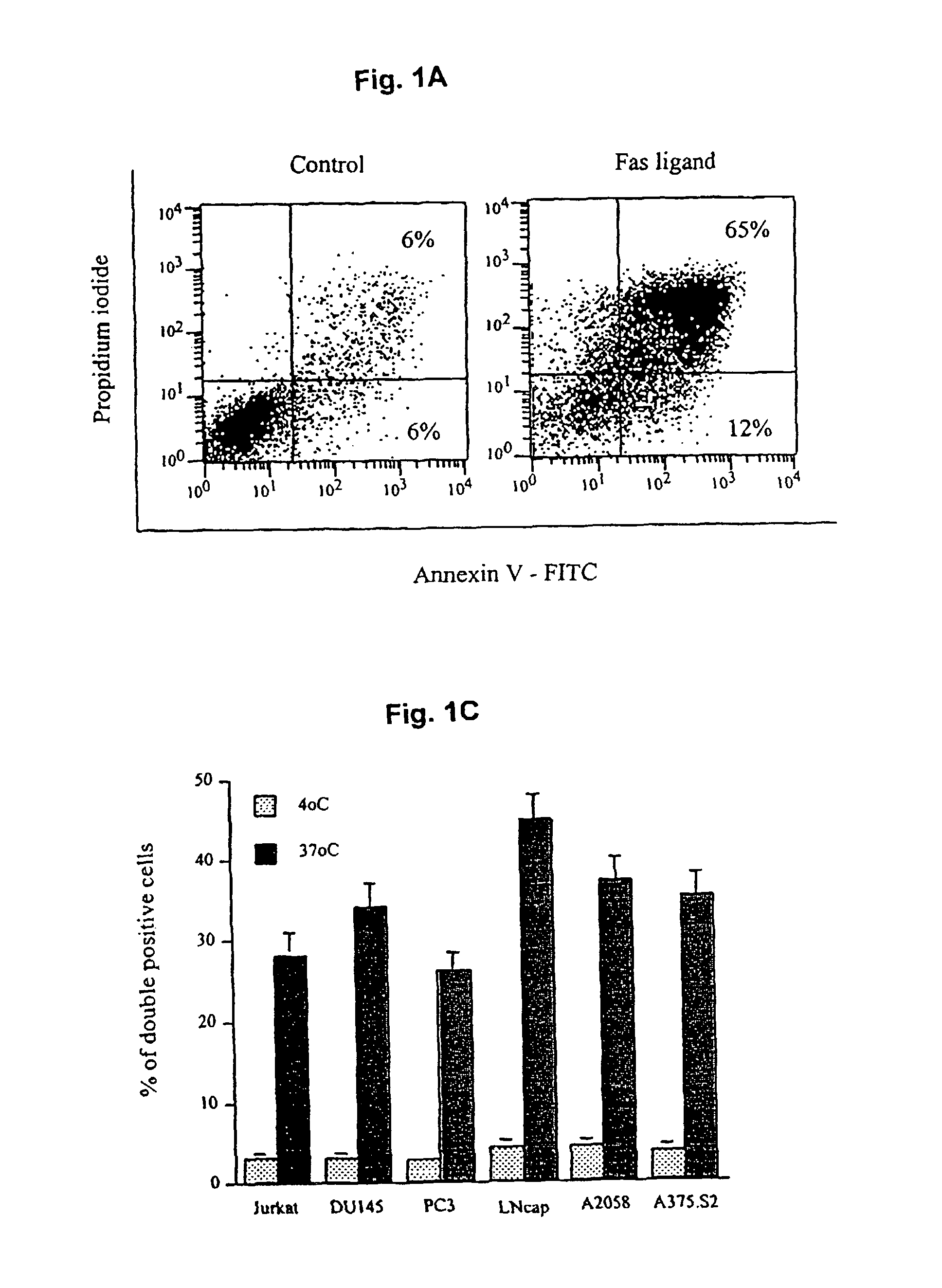 Use of allogeneic cell lines to load antigen presenting cells to elicit or eliminate immune responses