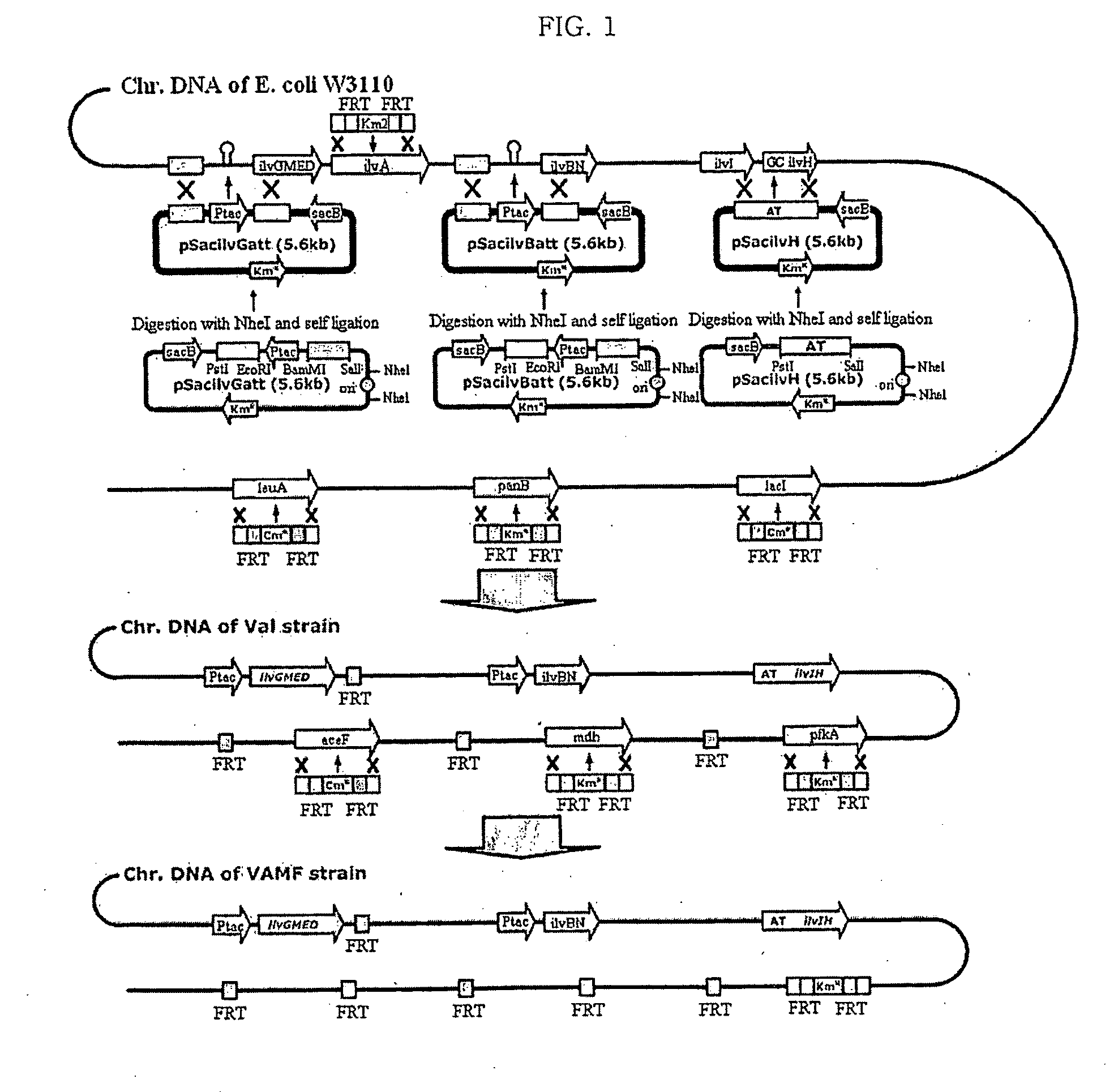 Mutant microorganism having improved production ability of branched amino acid and method for preparing branched amino acid using the same