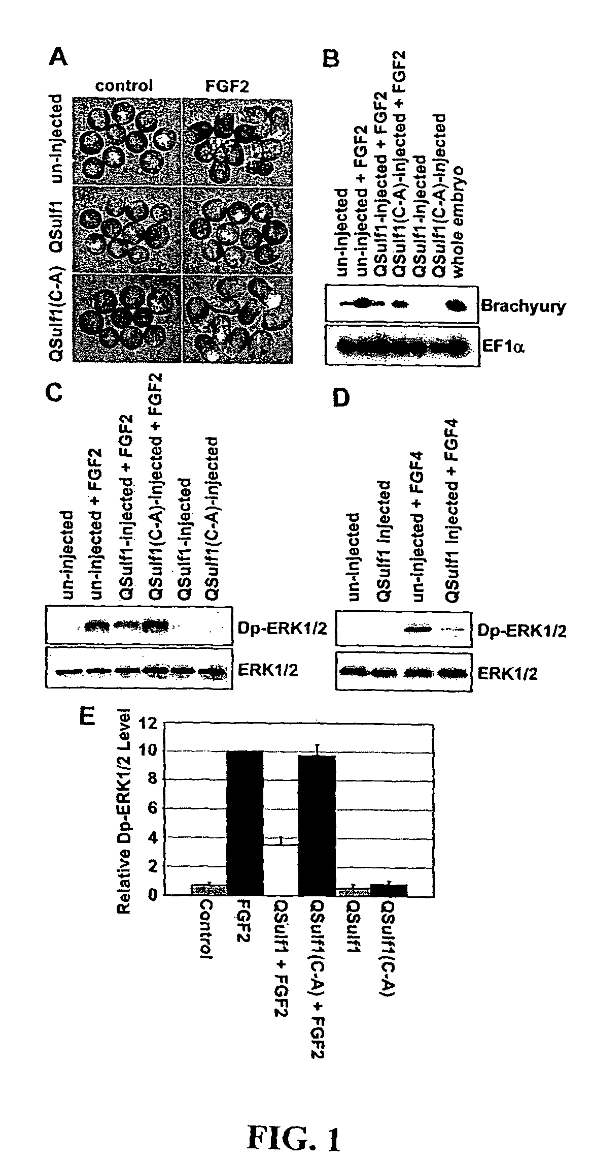 Inhibition of FGF signaling