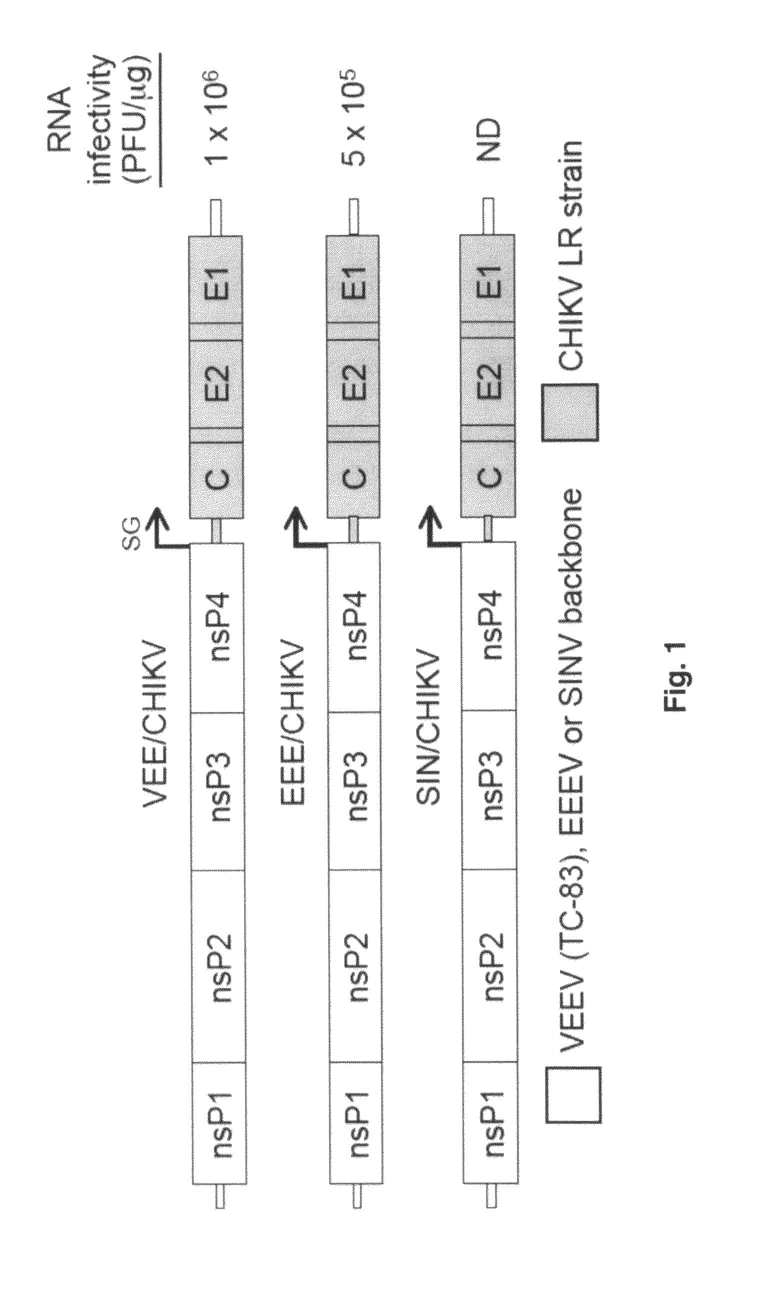 Chimeric chikungunya virus and uses thereof