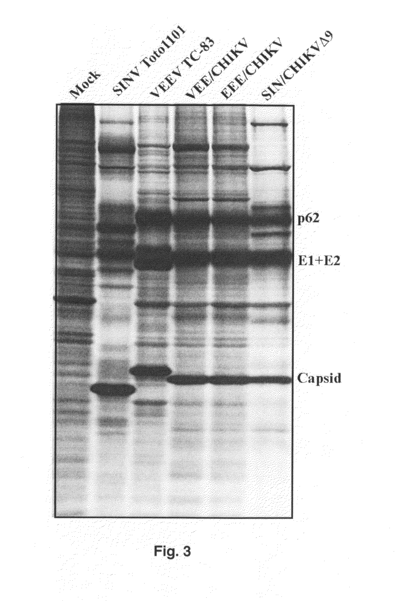 Chimeric chikungunya virus and uses thereof