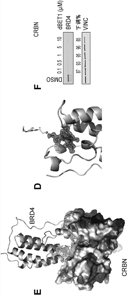 Methods to induce targeted protein degradation through bifunctional molecules