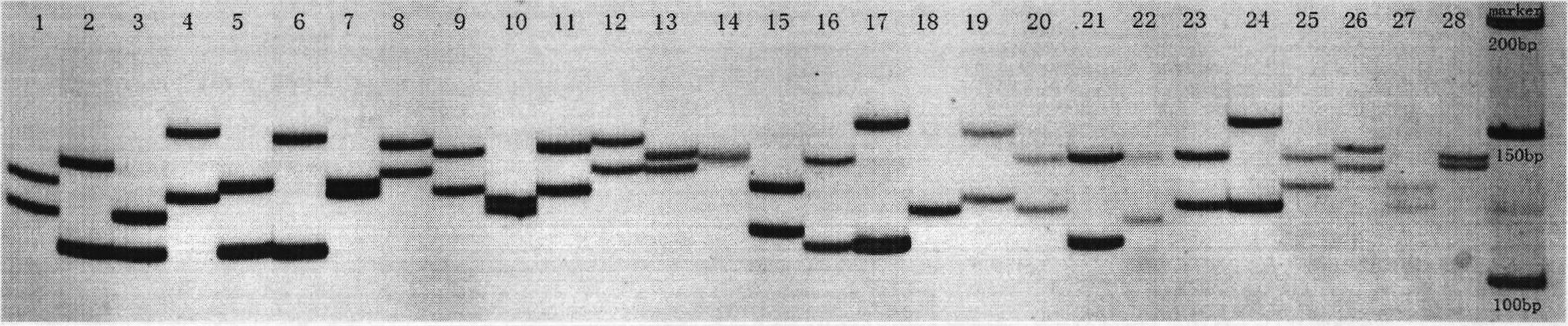 Method for detecting Jassr131 microsatellite deoxyribonucleic acid (DNA) marker of Charybdis japonica