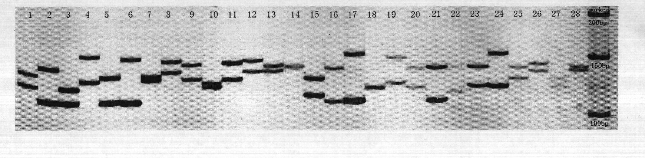 Method for detecting Jassr131 microsatellite deoxyribonucleic acid (DNA) marker of Charybdis japonica