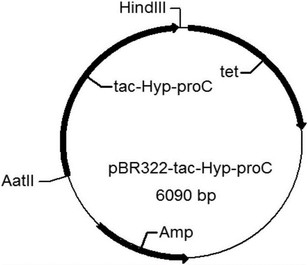 Bacteria for L-hydroxyproline production and application of bacteria for L-hydroxyproline production