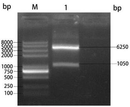 Method for analyzing expression and immunogenicity of recombinant human rotavirus VP7 protein