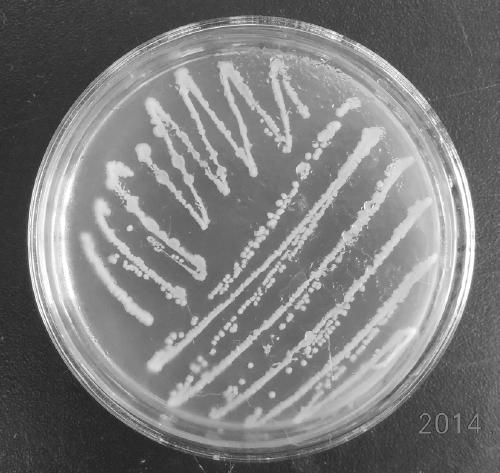 Enterobacter hallii cl2013 and method for preparing hexavalent chromium repairing bacterial agent