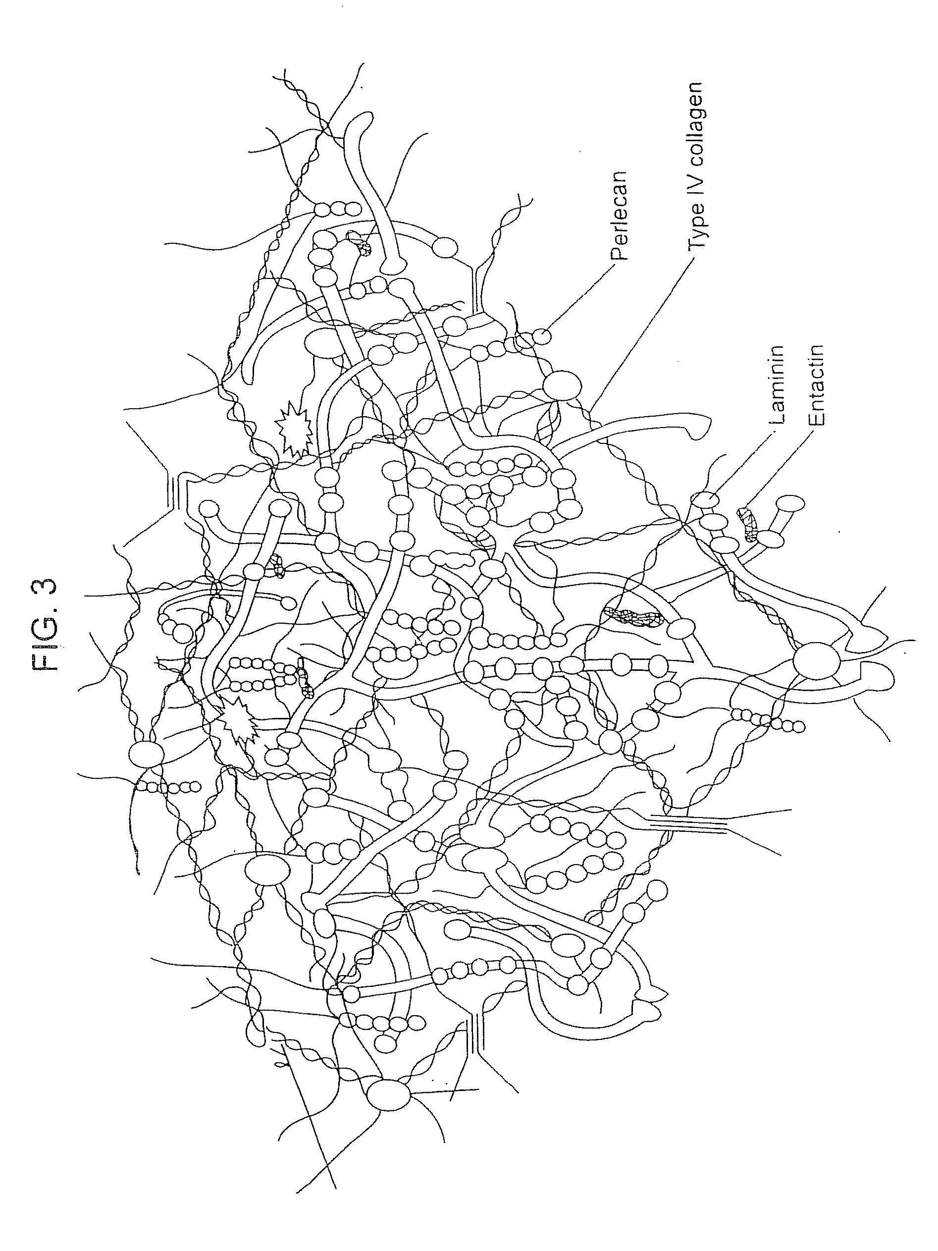 Compositions for Regenerating Defective or Absent Myocardium