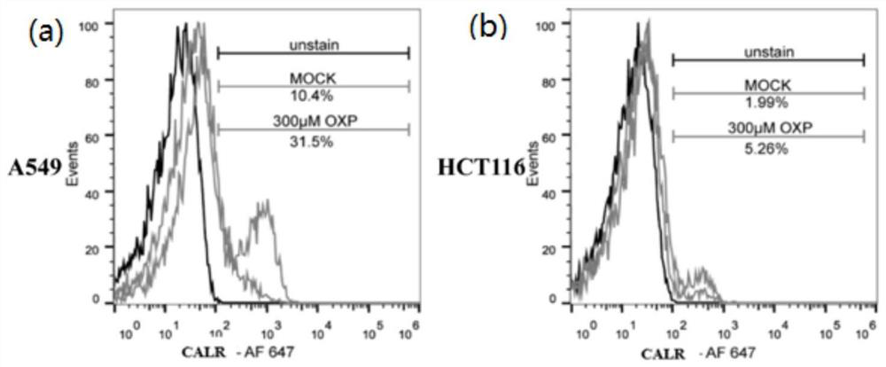 Nanometer antibody targeting calreticulin and application thereof