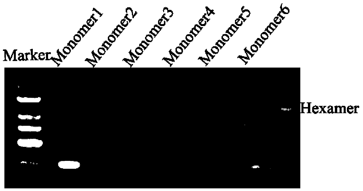 A method for activating erythropoietin gene expression