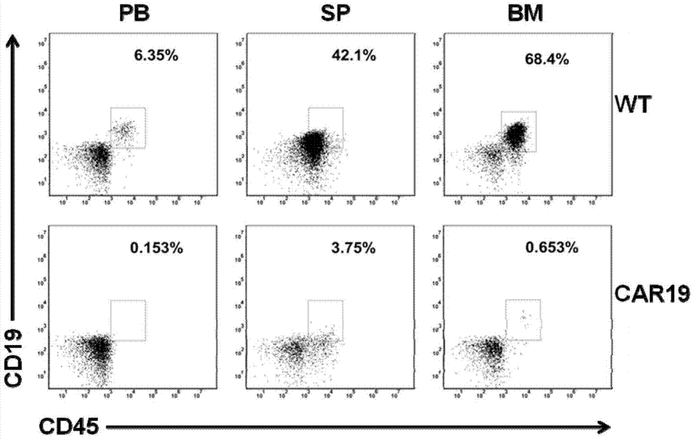 A method for detecting the inhibitory effect of anti-CD19 chimeric antigen receptor T cells on leukemia cells