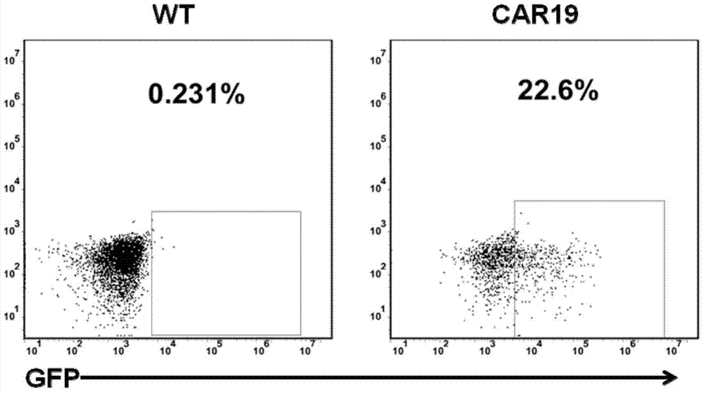 A method for detecting the inhibitory effect of anti-CD19 chimeric antigen receptor T cells on leukemia cells