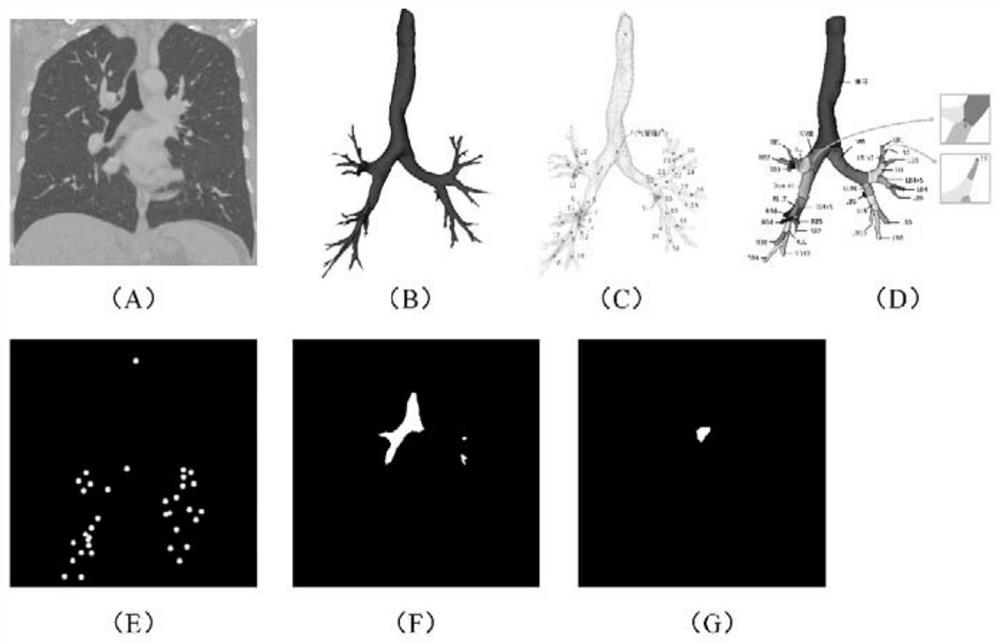 Semantic segmentation method and device for tree structure in three-dimensional tomography image