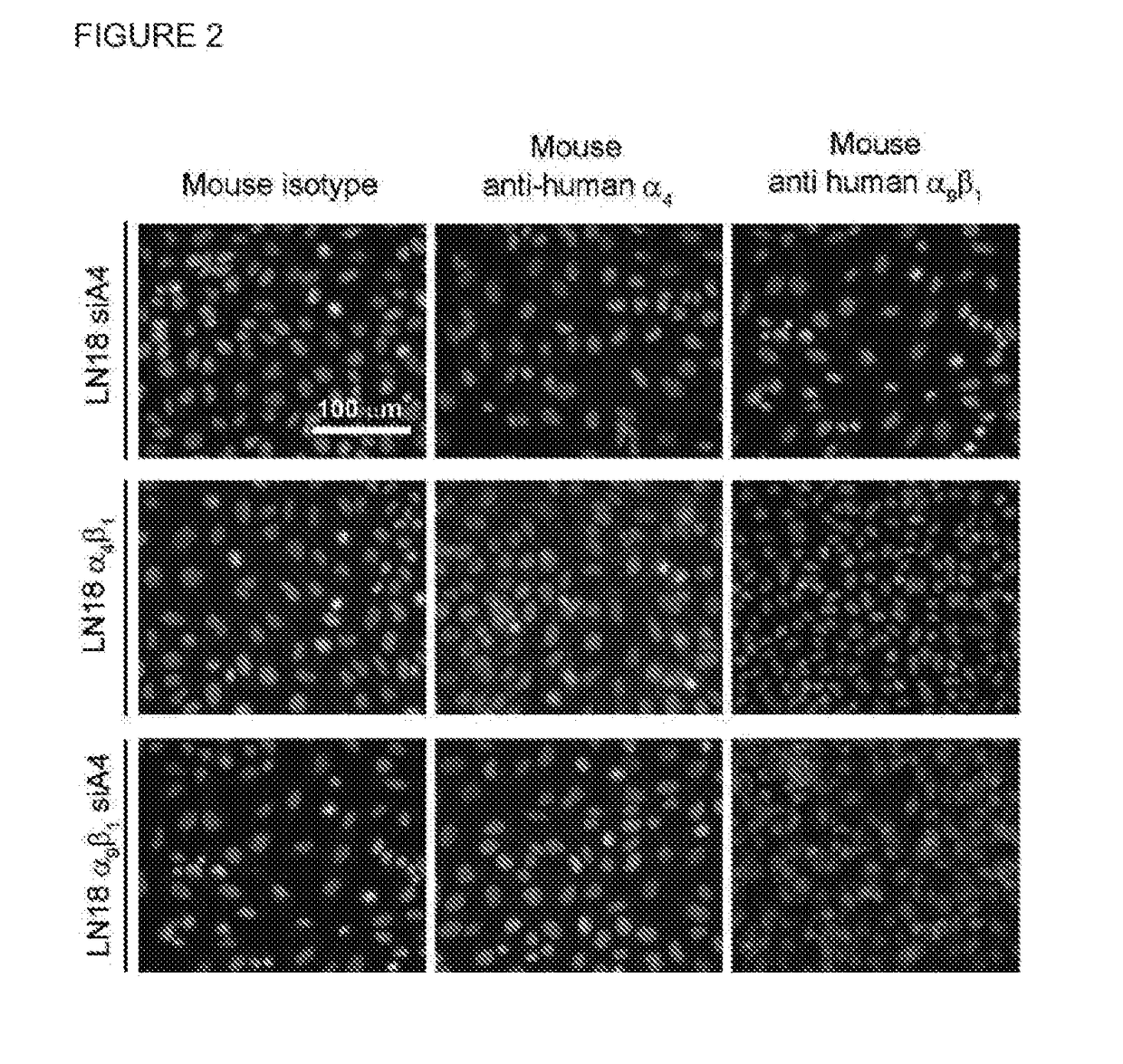 Dislodgement and release of hsc from the bone marrow stem cell niche using alpha9 integrin antagonists