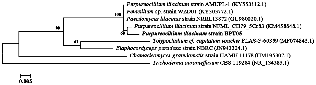 A strain of P. lilacensis and its application