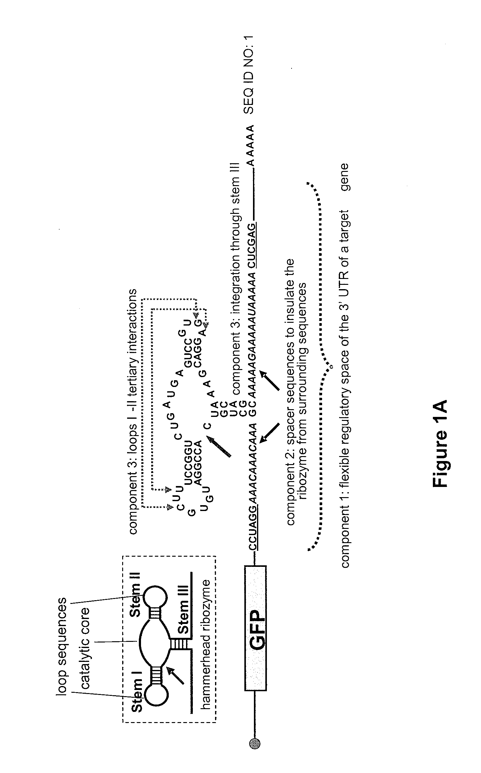 Modular aptamer-regulated ribozymes