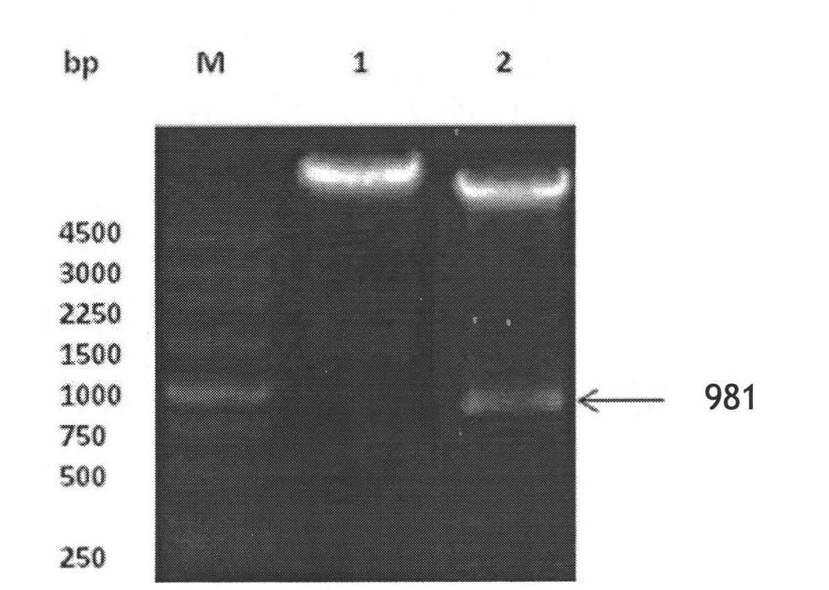 Chemosynthetic HSV2 virus gD glycoprotein extracellular region gene segment as well as expression and application thereof