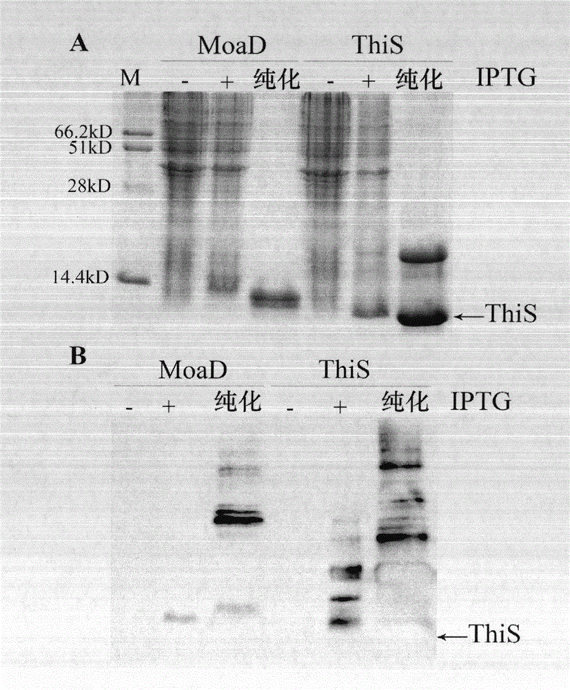 Application of pronucleus-derived ubiquitin-like molecules