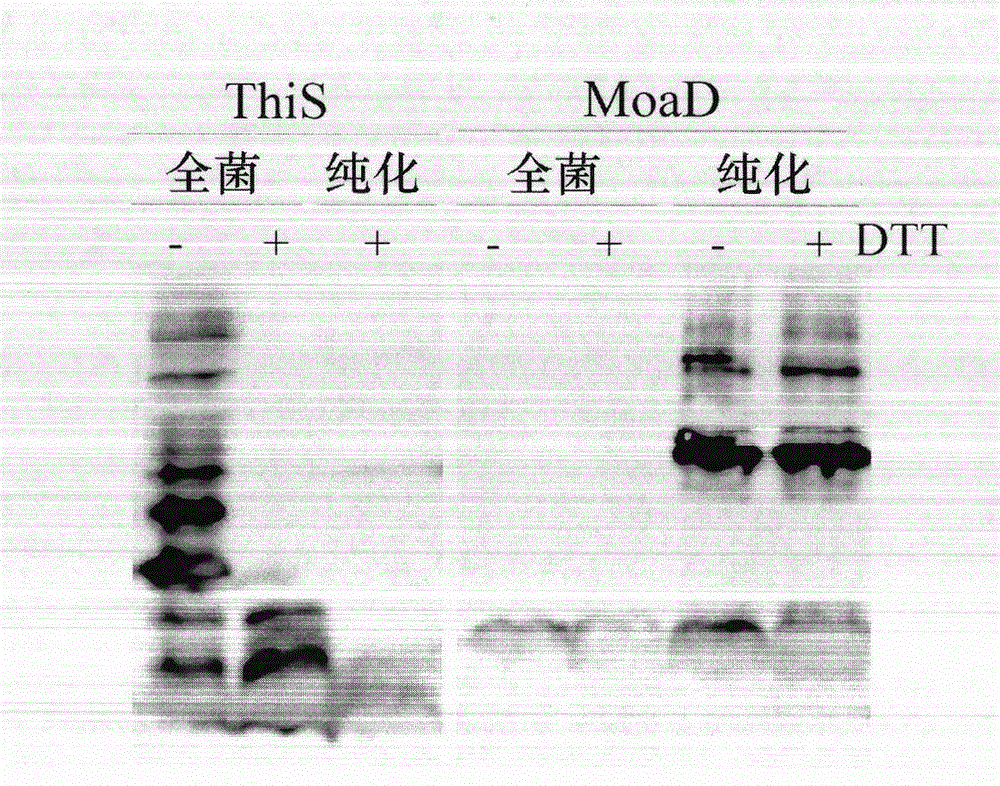 Application of pronucleus-derived ubiquitin-like molecules