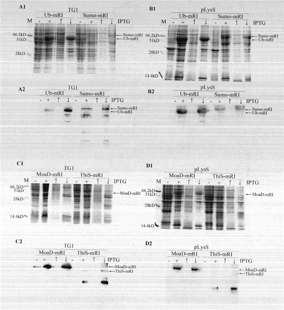 Application of pronucleus-derived ubiquitin-like molecules