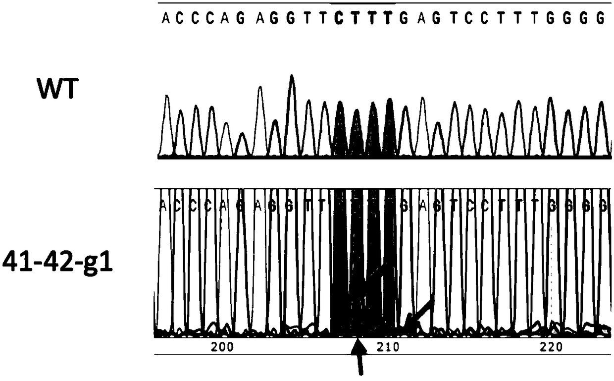 SgRNA editing HBB-41/42 deletion mutation site based on CRISPR/Cas9 technology
