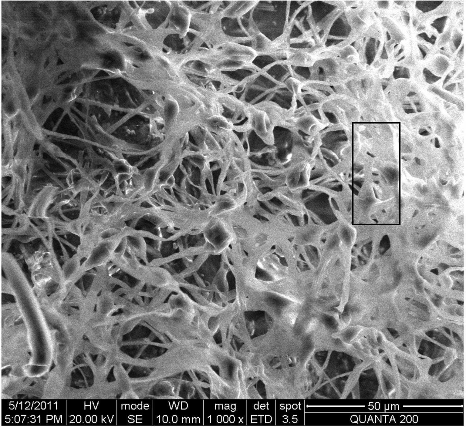 Nitrogen modified nanometer titanium dioxide and Phanerochete chrysosporium composite adsorbent, and its preparation method and application