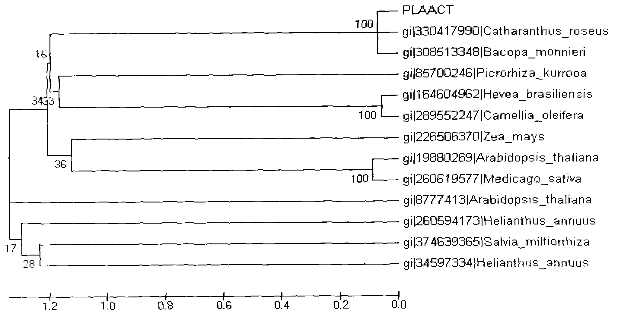 Paeonia lactiflora acetyl-CoA C-acetyltransferase (PLAACT) gene, and coded product and application thereof