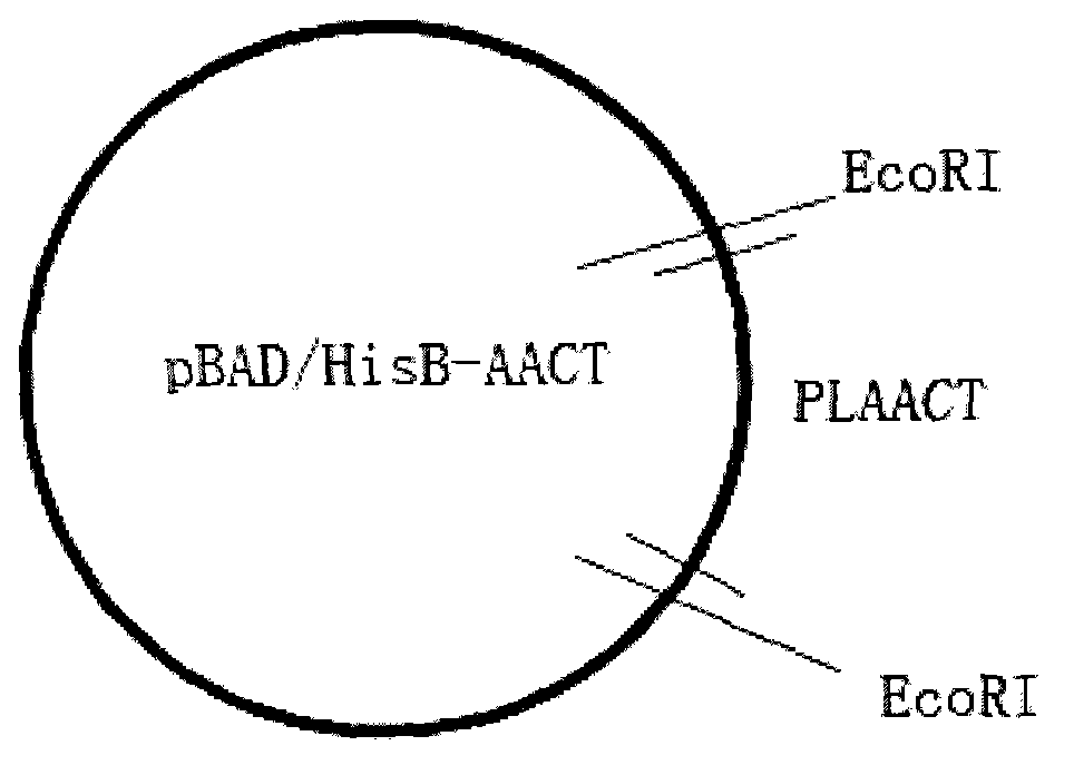 Paeonia lactiflora acetyl-CoA C-acetyltransferase (PLAACT) gene, and coded product and application thereof