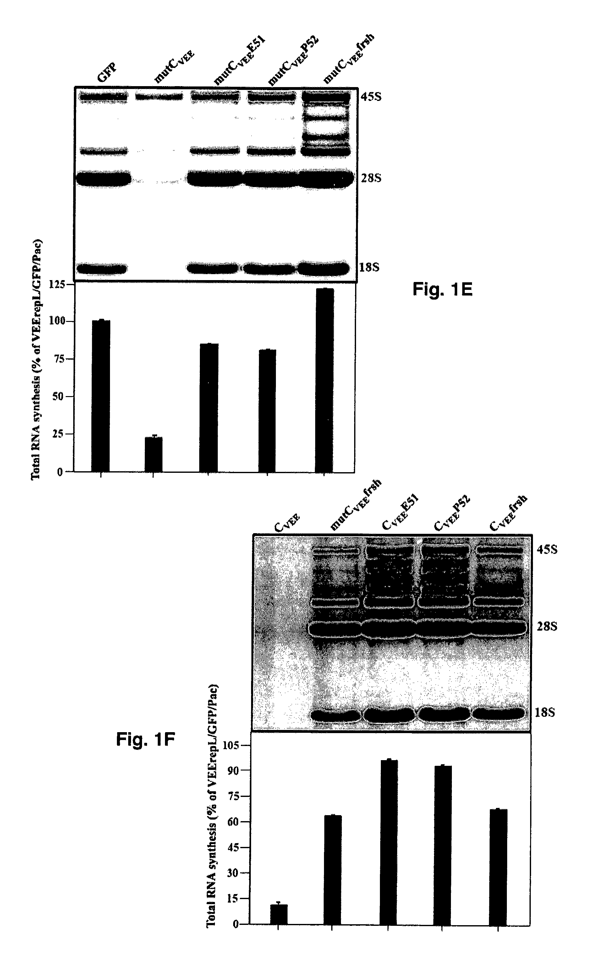 Attenuation of encephalitogenic alphavirus and uses thereof