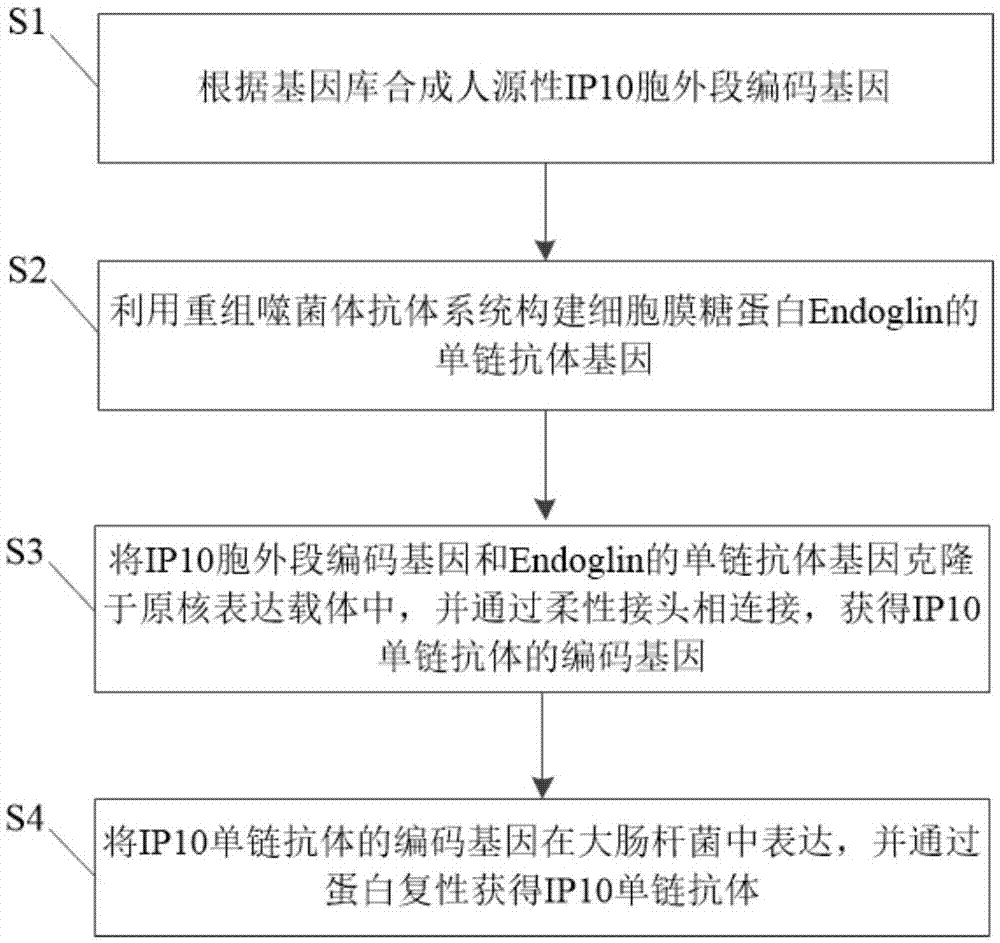 Tumor vascular endothelial cell targeted IP10 single-chain antibody and preparation method