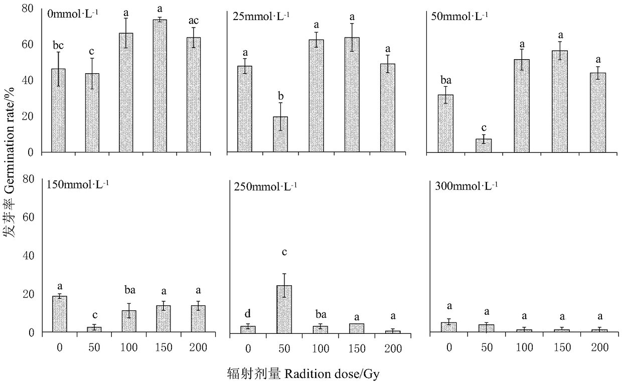 60Co-gamma ray radiation mutagenesis method for populus euphratica seeds treated with salt stress