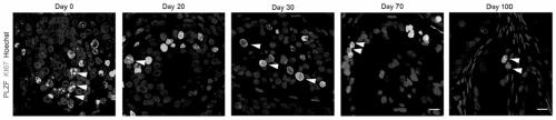 Preparation method of in-vitro human testicular spermatogenesis model