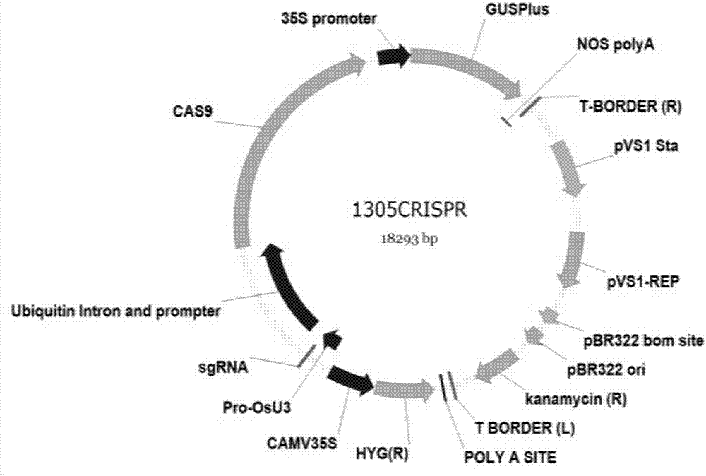 Novel reaction system for rapidly constructing plant gene site-directed knockout carrier